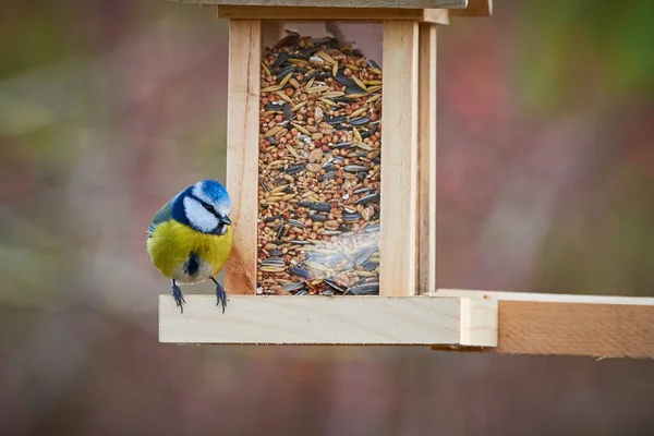 Eurasian Blue Tit Bird Cyanistes Caeruleus Eating Seeds Bird Feeder — Stok fotoğraf