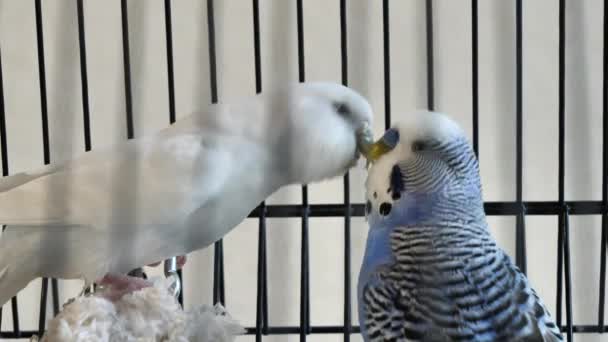 Budgie Aves Besos Masculinos Femeninos Melopsittacus Undulatus — Vídeos de Stock