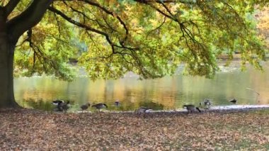 Kanada Kazları ve Greylag kazları sonbahar mevsiminde suyun yanında