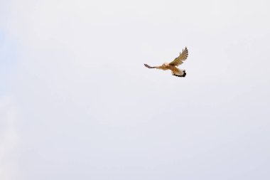 Yırtıcı kuşların genel kerkenez üzerinde uçuşu (Falco tinnunculus)