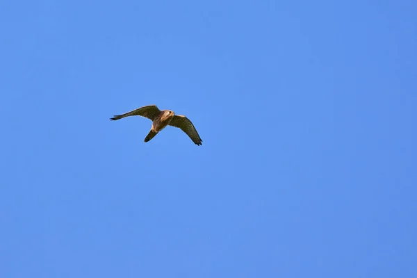 Common Kestrel Flight Falco Tinnunculus Bird Prey Hunting — Stock Photo, Image