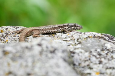 Genel duvar kertenkelesi güneş banyosu (Podarcis Muralis)