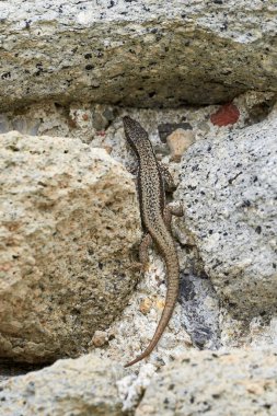 Genel duvar kertenkelesi güneş banyosu (Podarcis Muralis)
