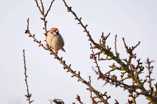 Евразийская Птица Воробья Сидящая Ветке Passer Montanus — стоковое фото