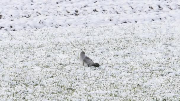 Hen Harrier Caută Pradă Zăpadă Circus Cyaneus Pasăre Pradă — Videoclip de stoc