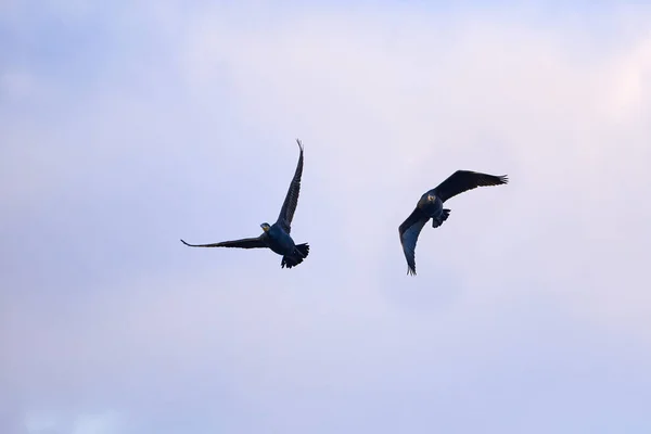 Dos Grandes Cormoranes Phalacrocorax Carbo Vuelo — Foto de Stock