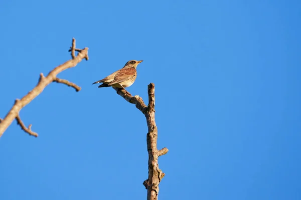 Fieldfare Vogel Zittend Een Boomtak Turdus Pilaris — Stockfoto