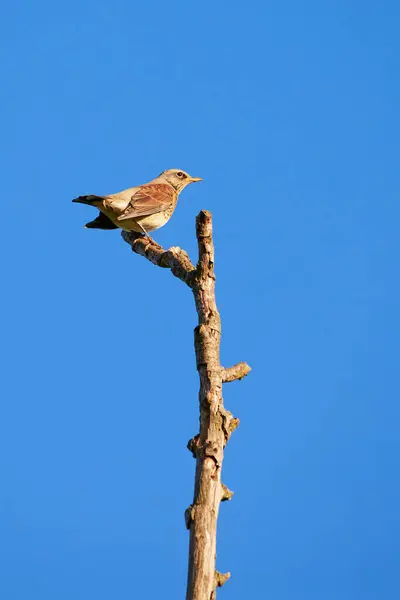 Fältflygande Fågel Som Sitter Trädgren Turdus Pilaris — Stockfoto