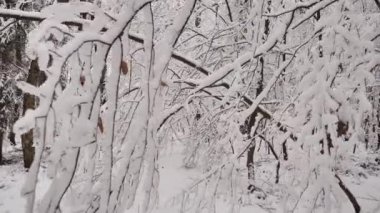 Karlı ormanda yürüyorum, ağaçlar karla kaplı.