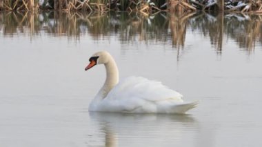 Kış mevsiminde sessiz kuğu tüyleri (Cygnus olor)