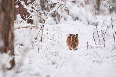 Karlı Ormanda Avrupa Tavşanı (Lepus europaeus).