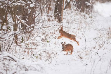 Karlı Ormanda Avrupa Tavşanı (Lepus europaeus).