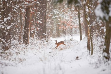 Karlı ormanda koşan Avrupa Tavşanı (Lepus europaeus).