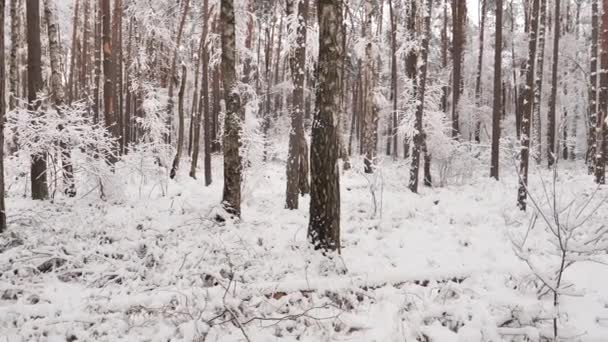 Úžasný Les Pokrytý Sněhem Zimě Sněžný Les — Stock video