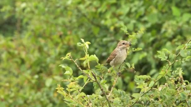 Rotrückenwürgerweibchen Fängt Ein Insekt Lanius Collurio Vogel Sitzt Auf Einem — Stockvideo