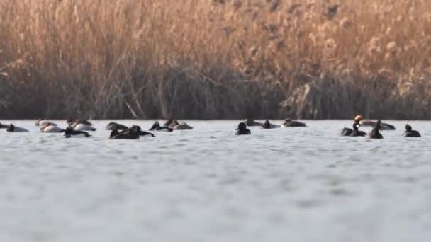 Tufted Ducks Aythya Fuligula Pochard Aythya Ferina Enten Schwimmen — Stockvideo