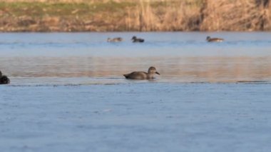 Gölde Gadwall ördekleri (Anas strepera)