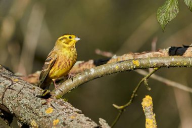Bir dalda oturan sarı çekiç kuşu (Emberiza citrinella)