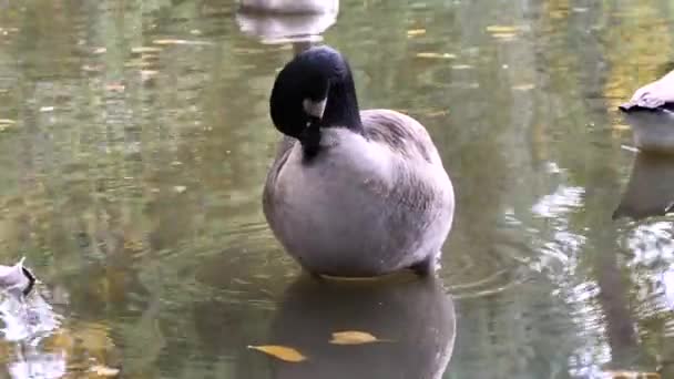 Канада Гуляет Хищниками Пруду Branta Canfsis — стоковое видео