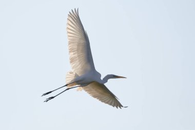 Uçan büyük beyaz balıkçıl, açık kanatlı, (Ardea Alba) Kuş uçuyor