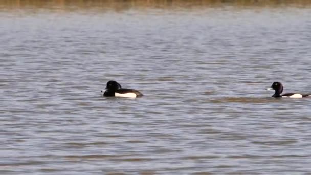 Tufted Ducks Einem Teich Tauchen Aythya Fuligula — Stockvideo