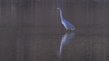 Büyük beyaz balıkçıl (Ardea alba) gölde balık yakalar