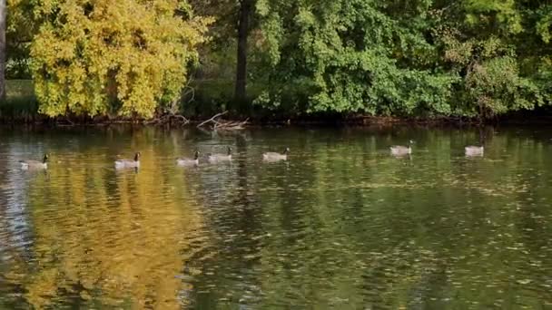 Canadá Gansos Branta Canadensis Lagoa Parque Central Furth Alemanha Temporada — Vídeo de Stock