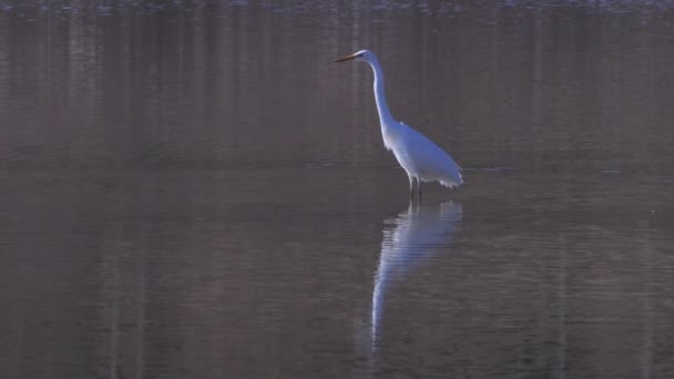 Nagy Fehér Egret Ardea Alba Halfogás Egy Tóban — Stock videók