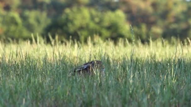 Európai Nyúl Bujkál Fűben Lepus Europaeus — Stock videók