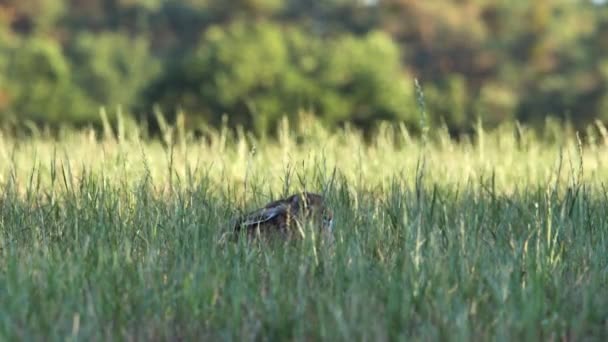 Feldhase versteckt sich im Gras (Lepus Europaeus))