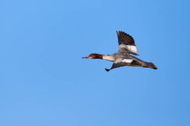 Uçan merganser ya da Goosander (Mergus merganser) Dişi kuş