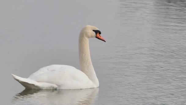 Göldeki Dilsiz Kuğu Kuğu Rengi — Stok video