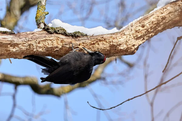 Black Woodpecker using its bill to dig for insects in a tree. (Dryocopus martius) Black Woodpecker female feeding