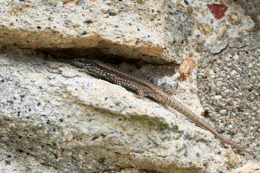 Yaygın duvar kertenkelesi kaya tırmanışı (Podarcis Muralis)