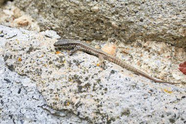 Yaygın duvar kertenkelesi kaya tırmanışı (Podarcis Muralis)