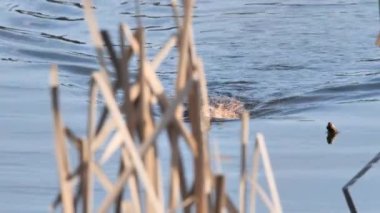 Muskrat (Ondatra zibethicus) doğal ortamlarda yüzer