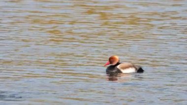 Kırmızı ibikli pochard, erkek ördek (Netta rufina )