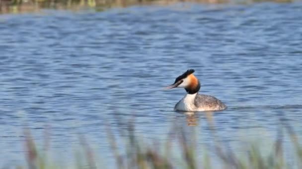 Grande Grebe Crestato Podiceps Cristatus Alla Ricerca Pesci — Video Stock