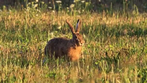 Hare Comer Grama Lepus Europaeus — Vídeo de Stock