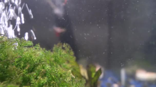 Akvaryum Tankında Renkli Küçük Balıklar — Stok video
