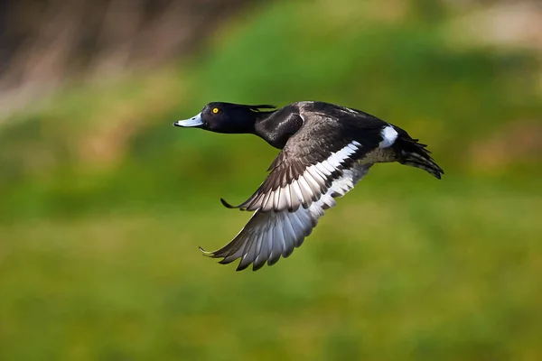 Tufted Duck Flight Aythya Fuligula — Stock Photo, Image