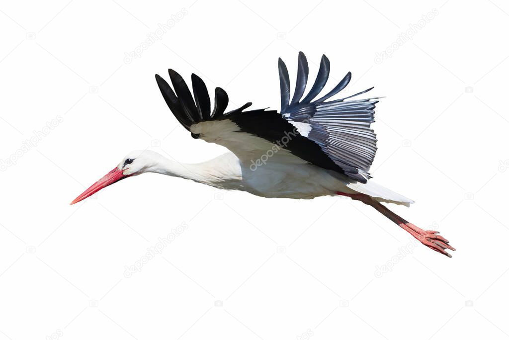 White Stork isolated on white background ( Ciconia ciconia )