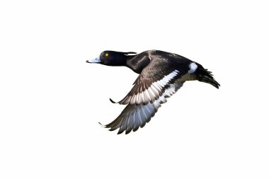 Tufted Duck beyaz arkaplanda izole edildi (Aythya fuligula )