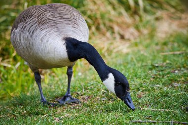 Kanada Kaz Otu (Branta Canadensis )
