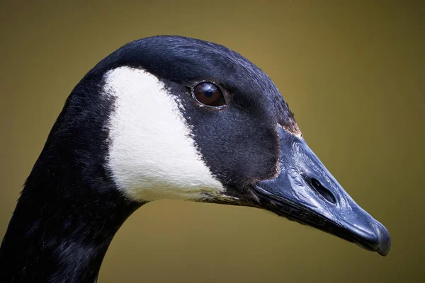 Canada Goose Head Close Branta Canadensis — Stock Photo, Image