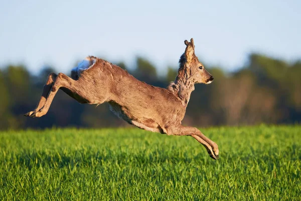 Αρσενικό Ελάφι Roe Τρέχει Στο Γήπεδο Capreolus Capreolus Σπόροι Σόγιας — Φωτογραφία Αρχείου