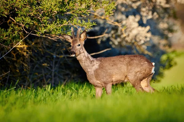 Αρσενικό Ελάφι Capreolus Capreolus Σπόροι Σόγιας — Φωτογραφία Αρχείου