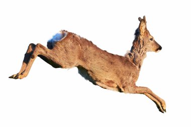 Beyaz arka planda yalıtılmış Roe geyiği erkek (Capreolus capreolus) Avrupa yumurtası