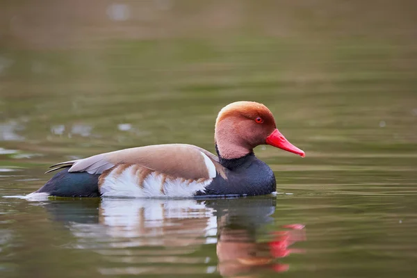 Red Crested Pochard Male Duck Netta Rufina — Stock Photo, Image