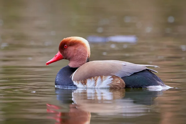 Red Crested Pochard Male Duck Netta Rufina — Stock Photo, Image